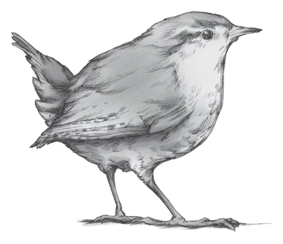 Иллюстрация к книге — Библиотека Остролиста [book-illustration-3.webp]