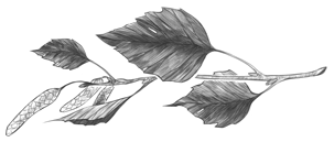 Иллюстрация к книге — Слово Вирявы [book-illustration-4.webp]