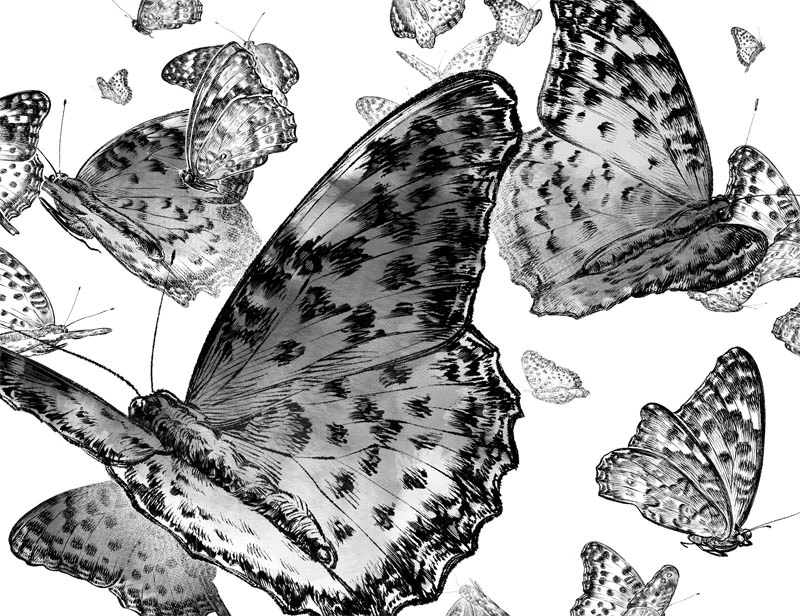 Иллюстрация к книге — Смерть ринханто [i_016.webp]