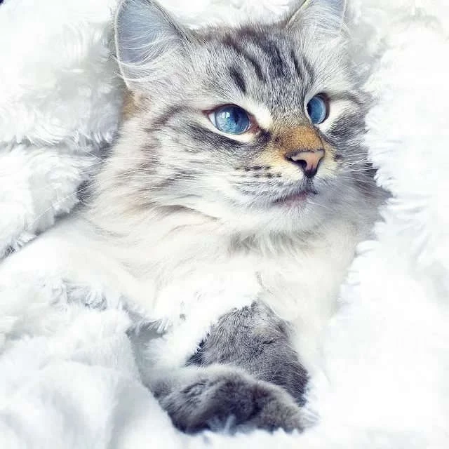 Иллюстрация к книге — Брак по драконьему обычаю, или с Новым Гадом, наследница! [book-illustration-6.webp]