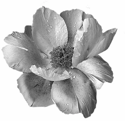 Иллюстрация к книге — Профессор Астор [i_001.webp]