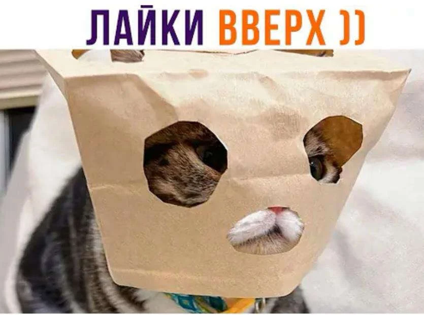 Иллюстрация к книге — Мимик нового Мира 5 [book-illustration-2.webp]