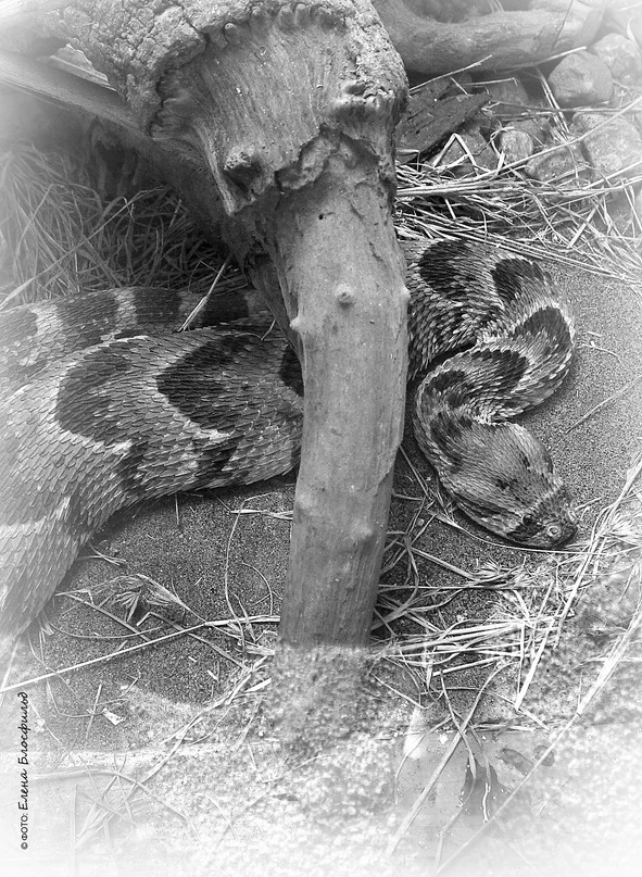 Иллюстрация к книге — Танзания без тормозов, или Вынос мозга по-африкански. Записки путешественника [book-illustration-40.webp]