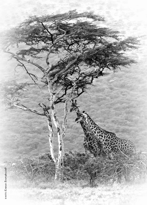 Иллюстрация к книге — Танзания без тормозов, или Вынос мозга по-африкански. Записки путешественника [book-illustration-41.webp]