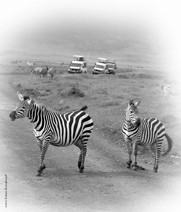 Иллюстрация к книге — Танзания без тормозов, или Вынос мозга по-африкански. Записки путешественника [book-illustration-45.webp]