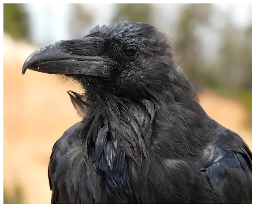 Иллюстрация к книге — Трусливая Я и решительный Боха [book-illustration-4.webp]