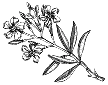 Иллюстрация к книге — Дилогия «Аконит, Фантом» [i_008.webp]