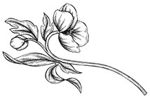 Иллюстрация к книге — Дилогия «Аконит, Фантом» [i_014.webp]