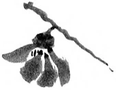 Иллюстрация к книге — Когда отцветает камелия [book-illustration-38.webp]