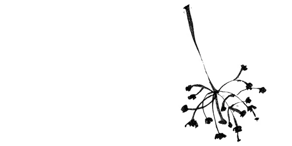 Иллюстрация к книге — Когда отцветает камелия [book-illustration-6.webp]