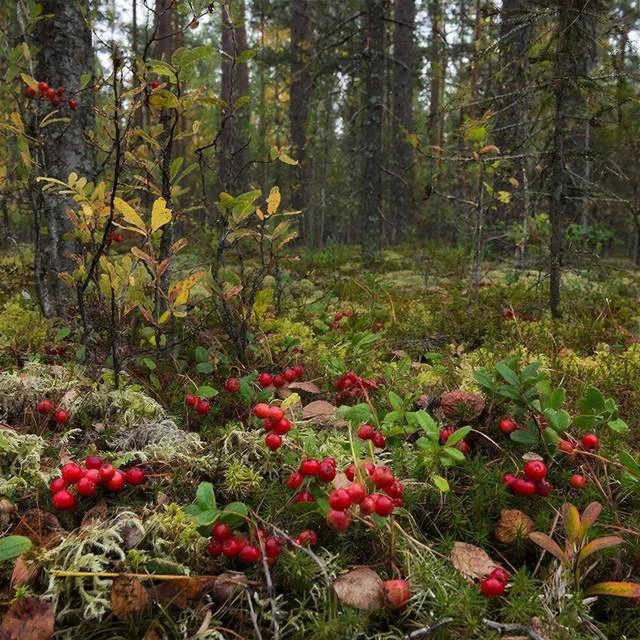 Иллюстрация к книге — Призрачная кровь 7 [book-illustration-3.webp]