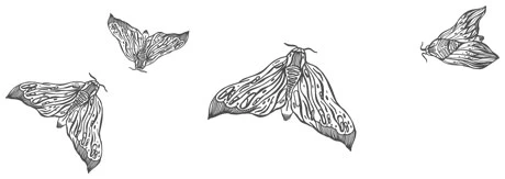 Иллюстрация к книге — Любовь всей моей смерти. Том 1 [book-illustration-19.webp]