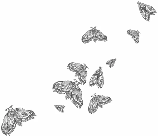 Иллюстрация к книге — Любовь всей моей смерти. Том 1 [book-illustration-29.webp]