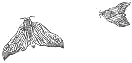Иллюстрация к книге — Любовь всей моей смерти. Том 1 [book-illustration-35.webp]