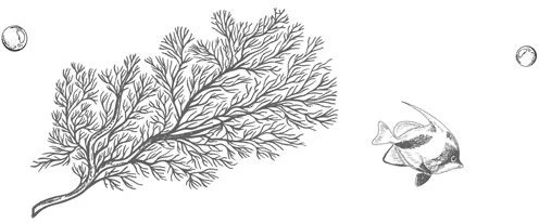 Иллюстрация к книге — Стань светом в темном море. Том 3 [book-illustration-61.webp]