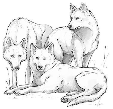 Иллюстрация к книге — Тайга заберет тебя [book-illustration-10.webp]