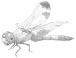 Иллюстрация к книге — Комната с видом на лето [book-illustration-1.webp]